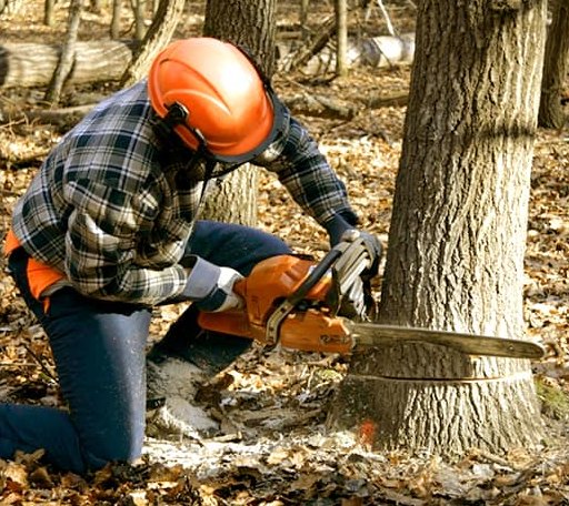 Tree Removal in Woodville, OH